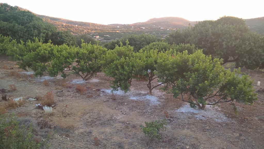 Appartement Mastiha Seaside Emporios